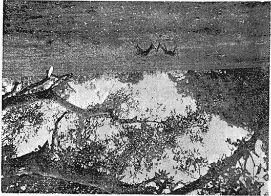 Early Photographs