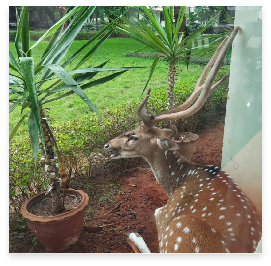 The mystery of the fallen potted plants