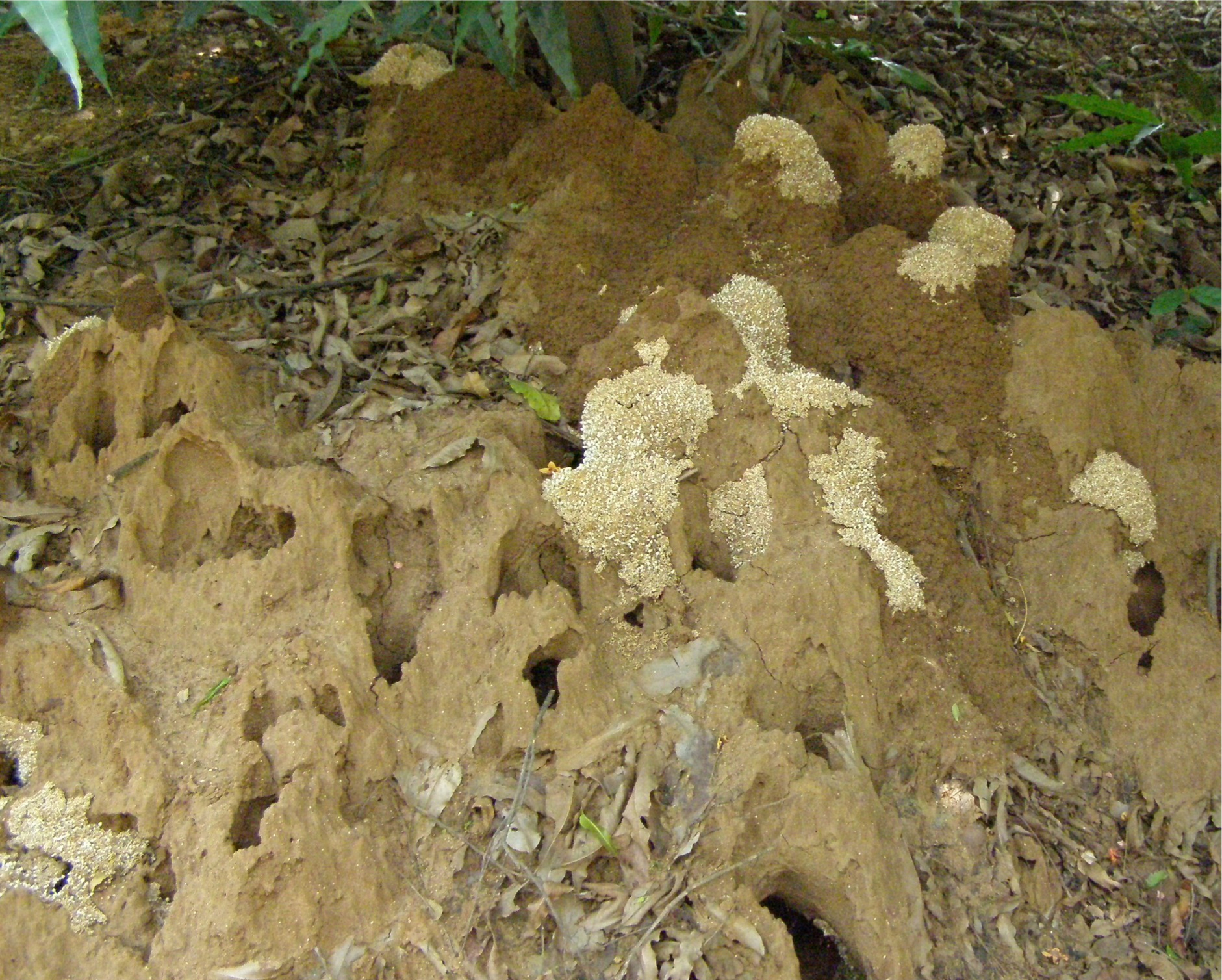 Termite Thoughts